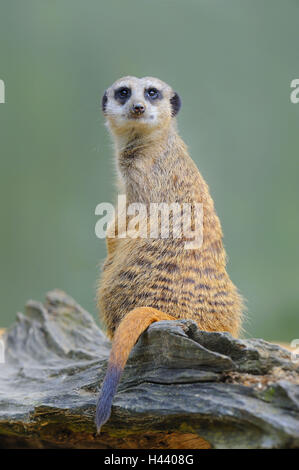 Messa a terra piccoli uomini, Suricata suricatta, sedersi, guardarsi intorno, Foto Stock