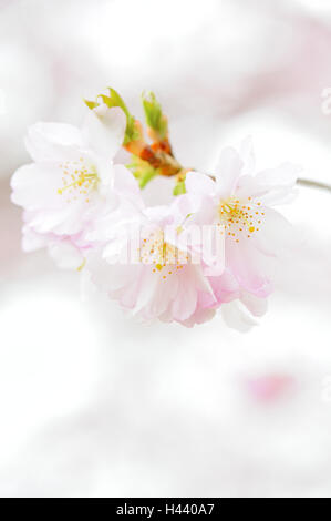 Fiore giapponese ciliegia, Prunus serrulata, fiorisce, dettaglio Foto Stock
