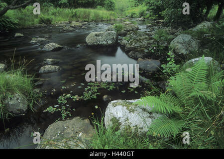 Gran Bretagna, Scozia, Glen Lyon, foresta brook, valley, felce, estate, Foto Stock