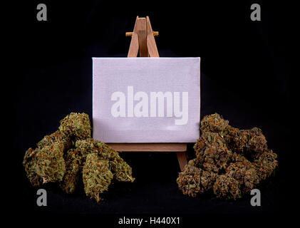 Tela Bianca sul cavalletto con secchi di cannabis gemme isolate su sfondo nero Foto Stock