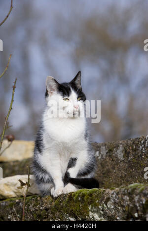 Più scarsamente, gatto, Foto Stock