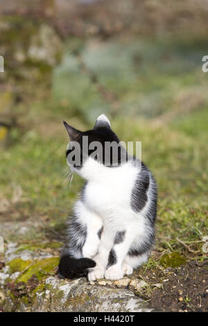 Più scarsamente, gatto, Foto Stock