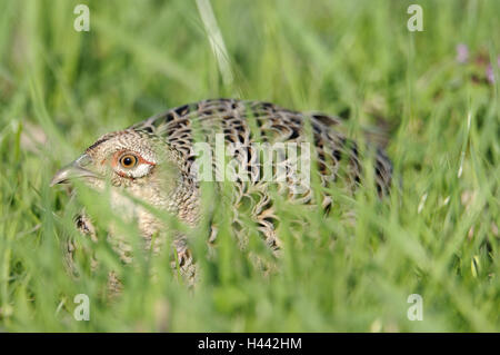 Prato, fagiano, Phasianus colchicus, sit sit, fagiano, femmine, femmina, gallina, animali, uccelli, campo nascondi piumaggio, erba, esterno, uccelli gallinacei, nobile fagiano, si chinò, Foto Stock