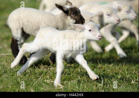 Prato, Pecore Merino, agnelli, eseguire, dettaglio, animali mammiferi, beneficio, ovina, Schafrasse, terra Pecore Merino, animali giovani, pascoli, esterno, agricoltura, allevamento di bovini, tenere animali domestici, istinto, curiosità, allevamento, gregge di pecore, gregaria animali, Foto Stock