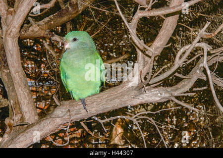 Pappagallo verde arroccato su sfrondato rami di arbusti. Foto Stock