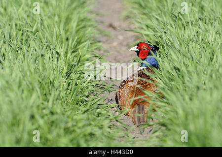 Prato, paese lane, fagiano, Phasianus colchicus, sit sit, fagiano, piccoli uomini, Manly, toccare, animali, uccelli, campo piumaggio, mirabilmente, erba, esterno, uccelli gallinacei, nobile fagiano, Foto Stock