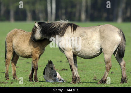 Di Dülmener cavalli selvaggi, mare, yearling, puledro, Germania, Nordrheinwestfahlen, luogo di interesse, monumento naturale, Wildpferdgestüt, riserva naturale, la conservazione della natura, cavalli di razza animale giovane, mammiferi, animali, all'esterno, corpo intero, Foto Stock