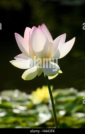 Indian fiore di loto, Foto Stock