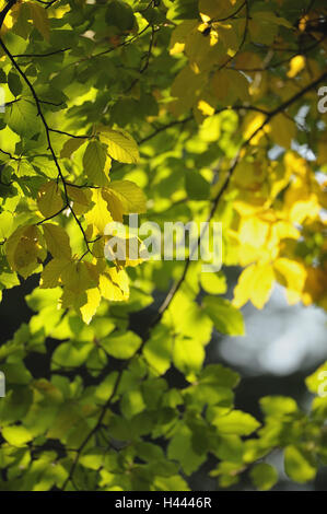 Faggio Fagus sylvatica, dettaglio, ramoscelli, foglie, autunno Foto Stock