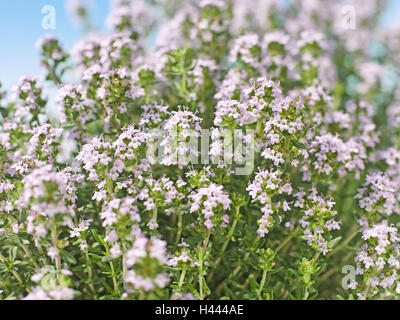 Timo, Thymus vulgaris, Foto Stock