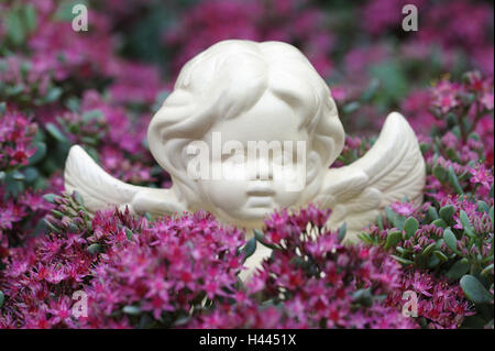 Angelo di porcellana in fiore arbusto, Foto Stock