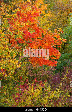 Autumnally alberi colorati, Foto Stock