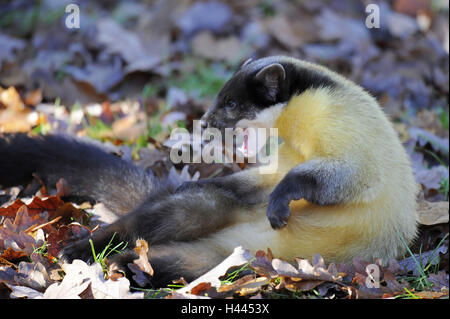 Marten colorati, Martes flavigula, Foto Stock