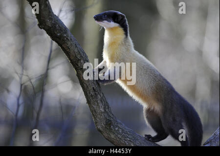 Colorata, Martens Martes flavigula, albero, scalare, Foto Stock