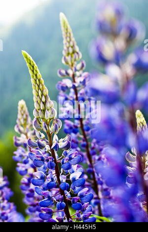 Lupino azzurro, Lupinus polyphyllus, Foto Stock