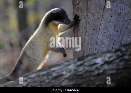 Marten colorati, Martes flavigula, Foto Stock