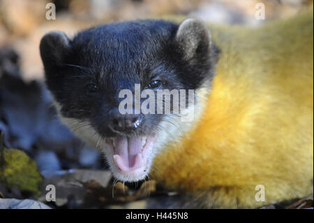 Marten colorati, Martes flavigula, Foto Stock