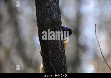 Colorata, Martens Martes flavigula, tronco, a scalare, Foto Stock