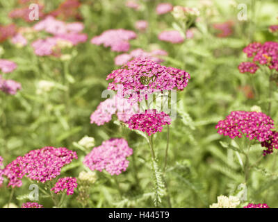 Comune di achillea, Achillea millefolium 'paprika', dettaglio Foto Stock