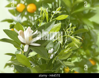 Calamondinorangen, Citrofortunella microcarpa, ramo, frutti, fiori, frutta, ibrida Mandarine-Kumquat, frutti ricchi di vitamine, arance, Calamondin, frutti tropicali, sani, Foto Stock