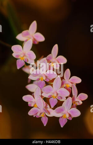 Orchid, Phalaenopsis equestris, fioriture, Foto Stock