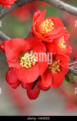 Giapponese cotogna ornamentali, Chaenomeles japonica, filiale, fioriture, Foto Stock