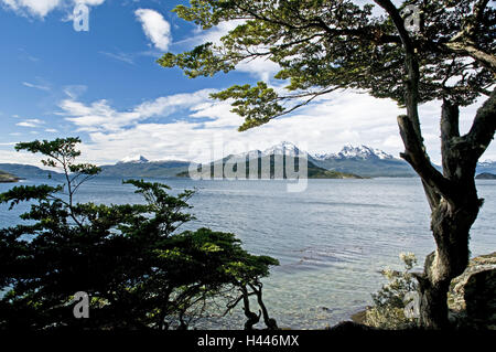 Argentina, Tierra del Fuego, Usuhuaia, Lapataia national park, Ensenada Bay, la Cordigliera delle Ande, alberi, dettaglio Foto Stock