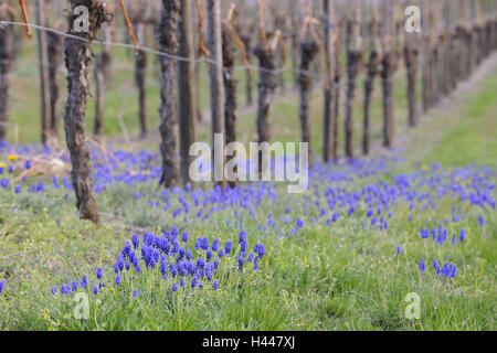 Uva giacinti, Muscari botryoides, Foto Stock