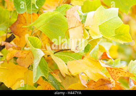 Foglie di autunno, American tulip tree, Foto Stock