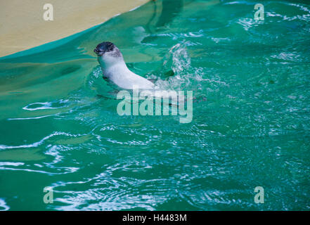 Little Blue Penguin schizzi e nuotare in acqua al Penguin Island in Australia Occidentale. Foto Stock