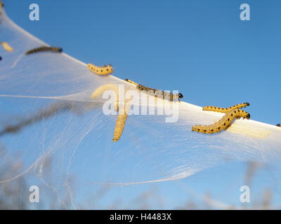 I bruchi del bird-cherry ermellino, sky, Foto Stock