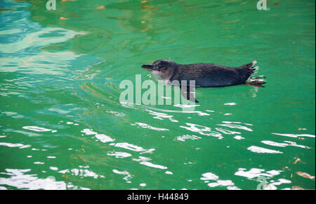 Little Blue Penguin nuotare in acqua al Penguin Island a Rockingham, Western Australia. Foto Stock