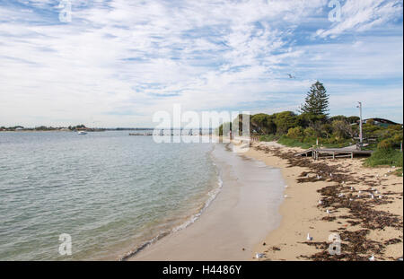 Spiaggia tranquilla con le acque dell'Oceano Indiano e dune lussureggianti al Penguin Island a Rockingham, Western Australia. Foto Stock