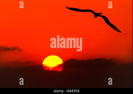 Silhouette di uccelli volare è una singola anima soaring contro un rosso luminoso Cielo di tramonto su un cammino spirituale verso l'ignoto. Foto Stock