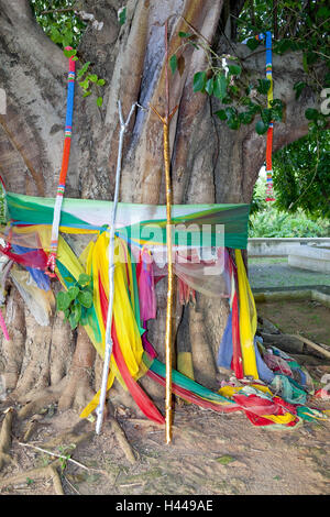 Thailandia Phuket, Capo Laem Promthep, 'Sacred Tree" decorata, Foto Stock