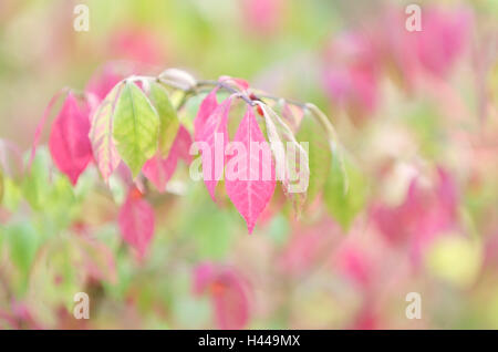 Sacerdote caps, ramo, foglie di autunno, colorazione Foto Stock