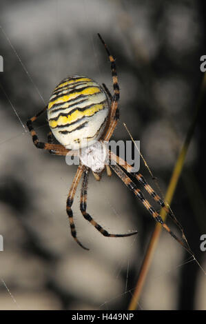 Wasp pin della zebra spider, cavo di seta pin, femmina, rete, campione a zig-zag, Foto Stock