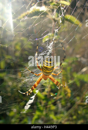 Wasp pin della zebra spider, cavo di seta pin, femmina, in rete, Foto Stock