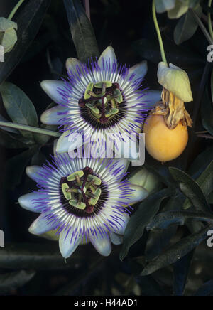 Passinsblume, Passiflora caerulea, fioriture, due, frutta, dettaglio Foto Stock