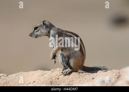 Setole North-African croissant, vista laterale Foto Stock