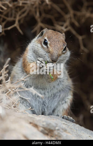 Setole North-African croissant, mangiare, Foto Stock