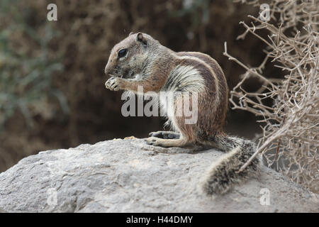 Setole North-African croissant, vista laterale Foto Stock