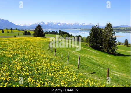 In Germania, in Baviera, est Allgäu, Forggensee, chiudere i piedi, Foto Stock