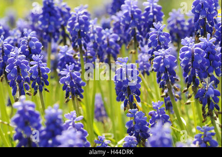 Uva giacinti, Muscari botryoides, Foto Stock