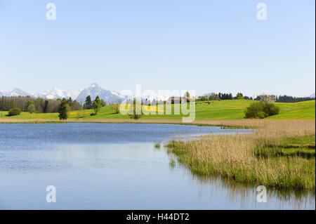 In Germania, in Baviera, Algovia, massa stagno con retro in legno, Foto Stock