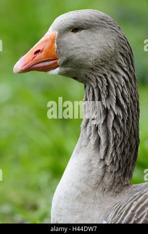 Oca Graylag, Anser anser, pagina ritratto, Foto Stock