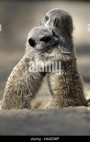 Messa a terra piccoli uomini, Suricata suricatta, abbraccio, Foto Stock