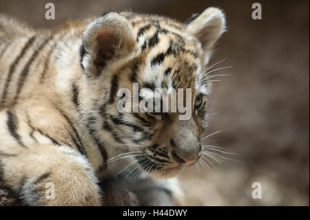 Tigre Siberiana, Panthera tigris altaica, giovane animale, ritratto, Foto Stock