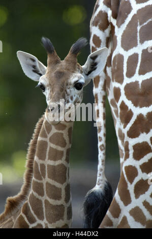 Rete, giraffa Giraffa camelopardalis reticulata, giovane animale, ritratto, Foto Stock