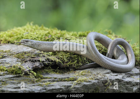 Blindworm, Anguis fragilis, Blindworm, Foto Stock